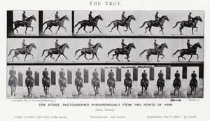 Eadweard Muybridge: The Trot (s/v foto) av Eadweard Muybridge