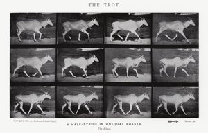 Eadweard Muybridge: The Trot (s/v foto) av Eadweard Muybridge