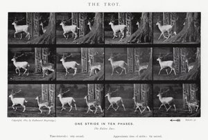 Eadweard Muybridge: The Trot (s/v foto) av Eadweard Muybridge
