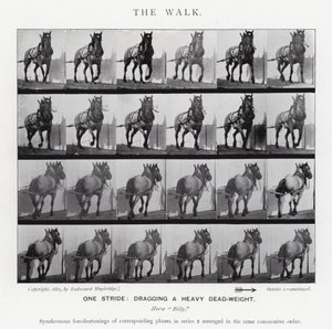 Eadweard Muybridge: The Walk (s/v foto) av Eadweard Muybridge