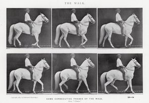 Eadweard Muybridge: The Walk (s/v foto) av Eadweard Muybridge
