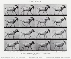 Eadweard Muybridge: The Walk (s/v foto) av Eadweard Muybridge