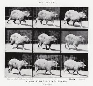 Eadweard Muybridge: The Walk (s/v foto) av Eadweard Muybridge