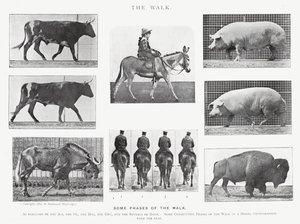 Eadweard Muybridge: The Walk (s/v foto) av Eadweard Muybridge