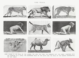 Eadweard Muybridge: The Walk (s/v foto) av Eadweard Muybridge