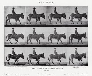 Eadweard Muybridge: The Walk (s/v foto) av Eadweard Muybridge