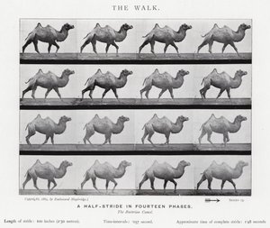 Eadweard Muybridge: The Walk (s/v foto) av Eadweard Muybridge