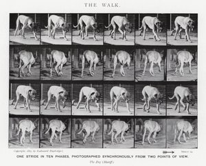 Eadweard Muybridge: The Walk (s/v foto) av Eadweard Muybridge