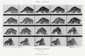 Eadweard Muybridge: The Walk (s/v foto) av Eadweard Muybridge
