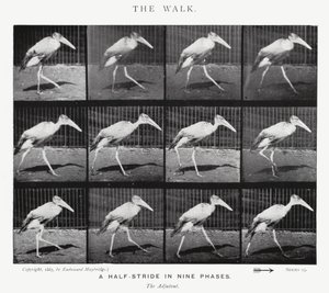 Eadweard Muybridge: The Walk (s/v foto) av Eadweard Muybridge