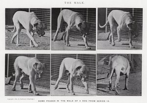 Eadweard Muybridge: The Walk (s/v foto) av Eadweard Muybridge
