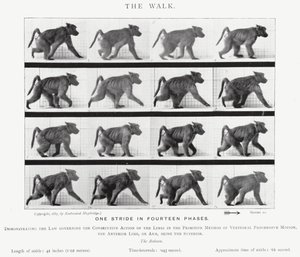 Eadweard Muybridge: The Walk (s/v foto) av Eadweard Muybridge