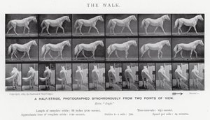 Eadweard Muybridge: The Walk (s/v foto) av Eadweard Muybridge