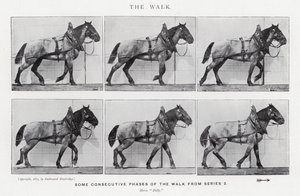 Eadweard Muybridge: The Walk (s/v foto) av Eadweard Muybridge