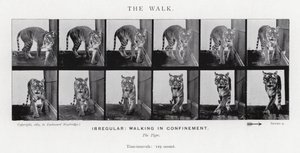 Eadweard Muybridge: The Walk (s/v foto) av Eadweard Muybridge