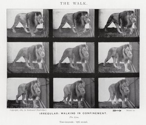 Eadweard Muybridge: The Walk (s/v foto) av Eadweard Muybridge