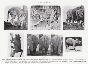 Eadweard Muybridge: The Walk (s/v foto) av Eadweard Muybridge