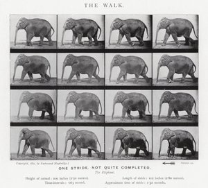 Eadweard Muybridge: The Walk av Eadweard Muybridge