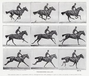 Eadweard Muybridge: Transverse-Gallop (s/v foto) av Eadweard Muybridge