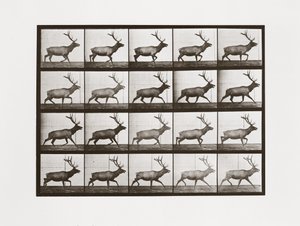 Älg, skylt 692 från Animal Locomotion, 1887 av Eadweard Muybridge
