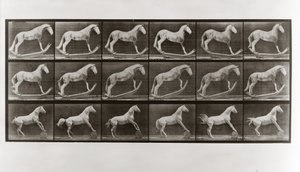 Häst på rockers och häst som rullar en tunna, skylt 649 från Animal Locomotion, 1887 av Eadweard Muybridge