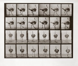 Strutslöpning, skylt 772 från Animal Locomotion, 1887 av Eadweard Muybridge