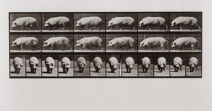 Grisvandring, skylt 673 från Animal Locomotion, 1887 av Eadweard Muybridge
