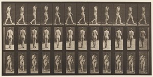 Plåt 14. Walking, Right Hand at Chin, 1872-1885 av Eadweard Muybridge
