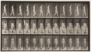 Skylt 22. Gå, med högklackade stövlar på, 1872-1885 av Eadweard Muybridge