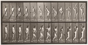 Tallrik 291.Cricket; Vadd; Drive, 1885 av Eadweard Muybridge