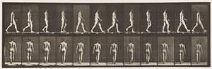 Plåt 2. Vandring, 1872-1885 av Eadweard Muybridge