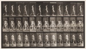 Tavla 32. Går, bär en hink med vatten i varje hand av Eadweard Muybridge