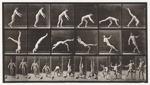 Plåt 365. Headspring, En flygande duva som stör av Eadweard Muybridge