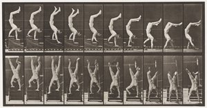 Tavla 368. Akrobat, fallande trappor på händer av Eadweard Muybridge