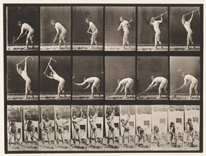 Plåt 385. Bonde, med plockning, 1872-1885 av Eadweard Muybridge
