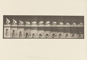 Tallrik 479. Barn, reser sig upp från marken av Eadweard Muybridge