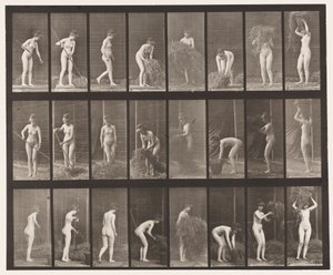 Plåt 499. Kratta och packa hö, 1872-1885 av Eadweard Muybridge