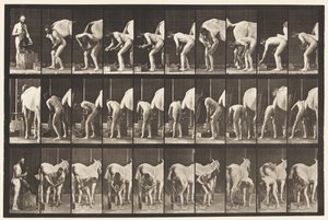 Skylt 508. Skoning av en häst av Eadweard Muybridge