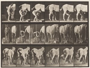 Skylt 509. Skoning av en häst av Eadweard Muybridge