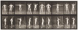 Tallrik 529. Olika Poser av Eadweard Muybridge