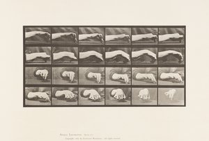 Tallrik 532. Handens rörelse; Rita en cirkel, 1885 av Eadweard Muybridge