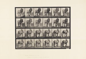 Plåt 564.Hulning; Bruten timmerkedja; mörkgrå belgisk häst Dusel av Eadweard Muybridge