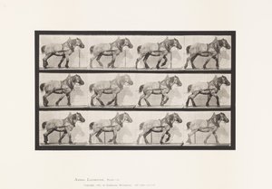 Tavla 565.Hauling;Mörkgrå belgisk häst Dusel av Eadweard Muybridge