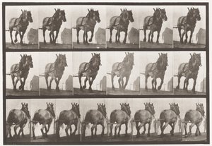 Skylt 566.Hauling;Mörkgrå belgisk häst Dusel, 1885 av Eadweard Muybridge