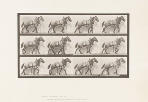 Skylt 567.Hauling;Dark-Gray Belgian Horse Billy, 1885 av Eadweard Muybridge