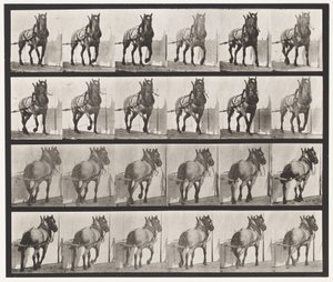 Tavla 568. Hauling;Mörkgrå belgisk häst Billy av Eadweard Muybridge