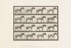Skylt 569.Hauling;Dark-Gray Belgian Horse Hansel, 1885 av Eadweard Muybridge