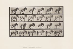 Skylt 570.Hauling;Dark-Gray Belgian Horse Hansel, 1885