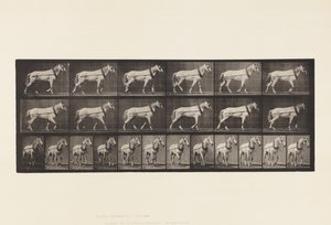 Skylt 571.Hauling;Ljusgrå Mare Johnson, 1885 av Eadweard Muybridge
