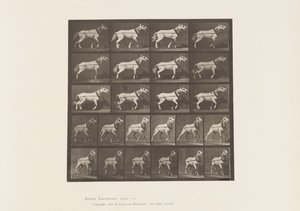 Plåt 572.Hulning; Huvudet dras; Ljusgrå sto, 1885 av Eadweard Muybridge